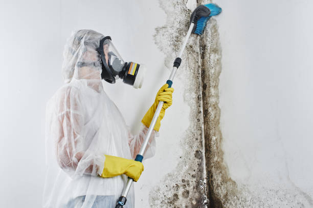 Best Professional Mold Removal  in New Rochelle, NY