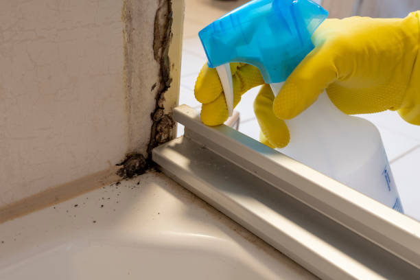 Best Black Mold Removal  in New Rochelle, NY