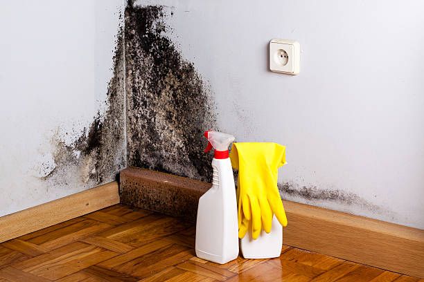 Professional Mold Removal in New Rochelle, NY