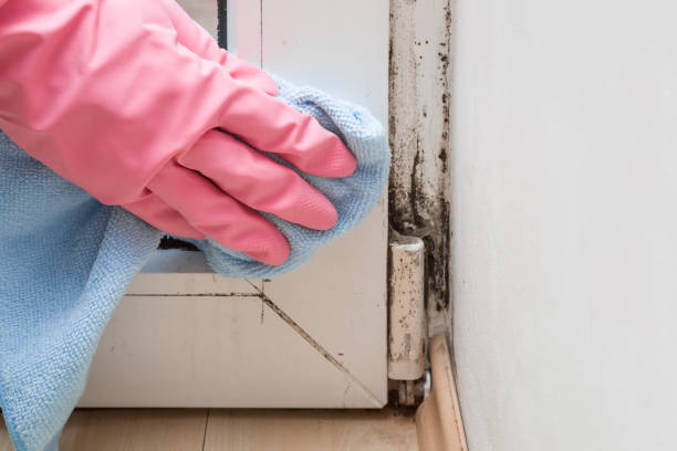 Best Black Mold Removal  in New Rochelle, NY