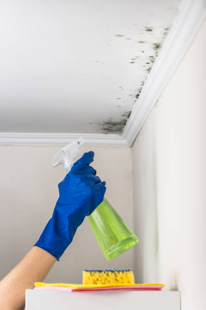 Best Attic Mold Removal  in New Rochelle, NY