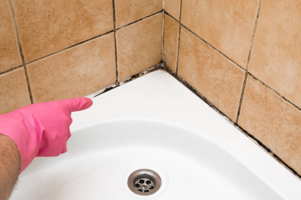 Best Local Mold Removal Service  in New Rochelle, NY